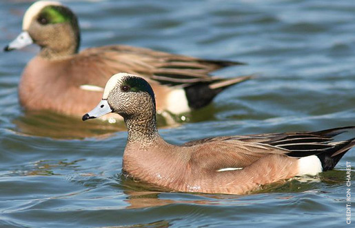 americanWigeon4.jpg