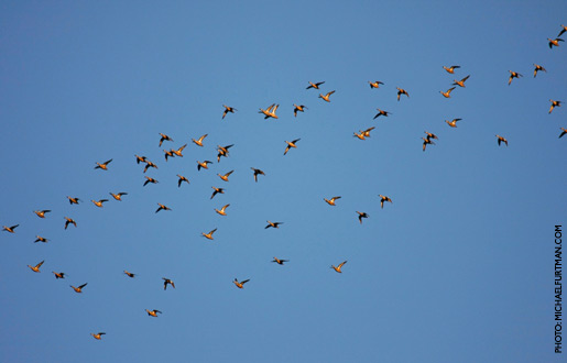 bluewingedTeal_upd_1.jpg