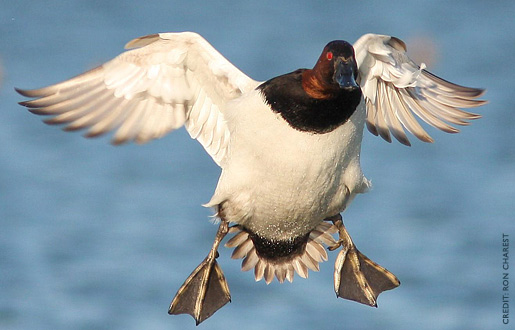 canvasback2.jpg
