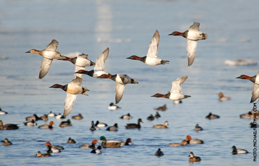 canvasback_upd_1.jpg