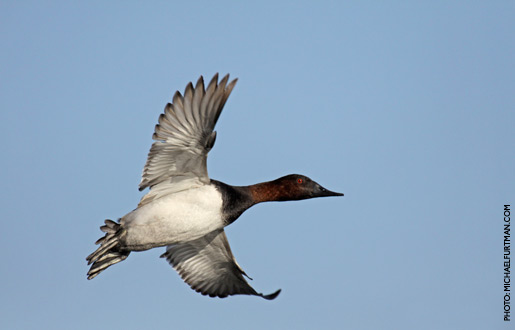 canvasback_upd_3.jpg