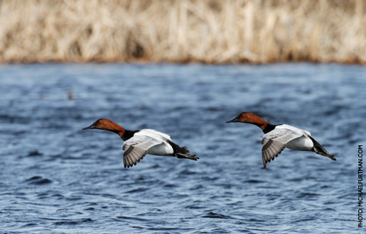 canvasback_upd_4.jpg