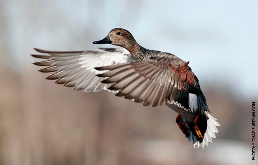 gadwall_upd_1.jpg