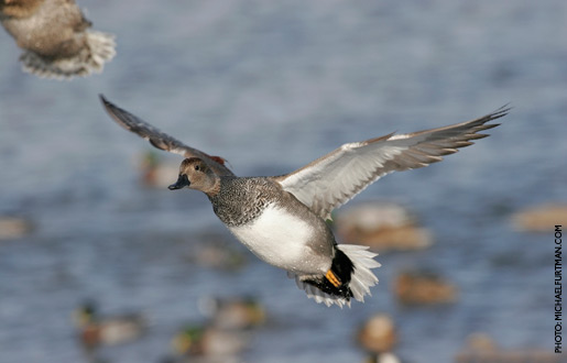 gadwall_upd_10.jpg