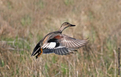 gadwall_upd_9.jpg
