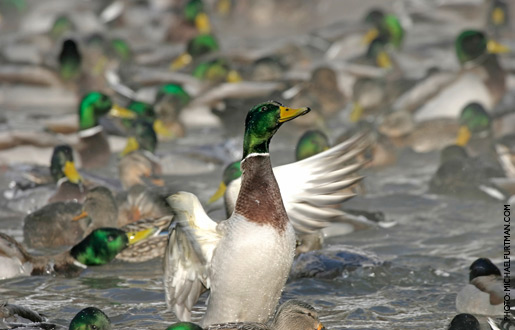 mallard_upd_1.jpg