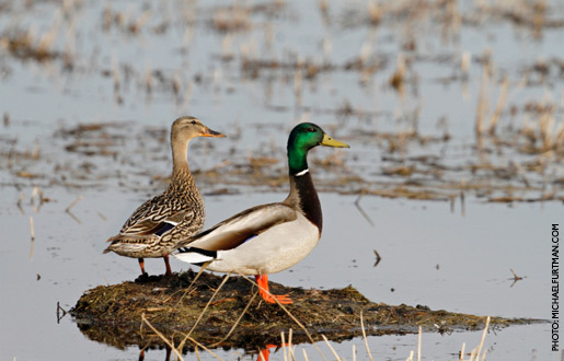 mallard_upd_21.jpg