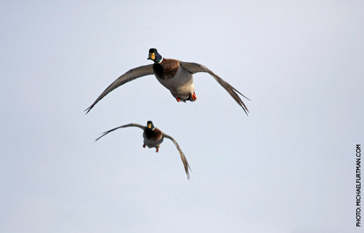 mallard_upd_23.jpg