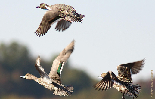 pintail5.jpg